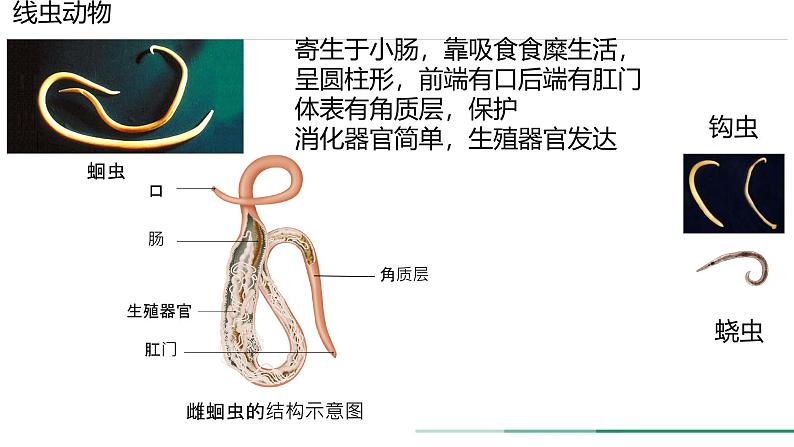 初中  生物  人教版（2024）  七年级上册第一节 无脊椎动物 课件第7页