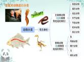 初中  生物  人教版（2024）  七年级上册第一节 无脊椎动物 课件