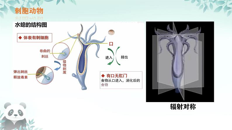 初中  生物  人教版（2024）  七年级上册第一节 无脊椎动物 课件第5页