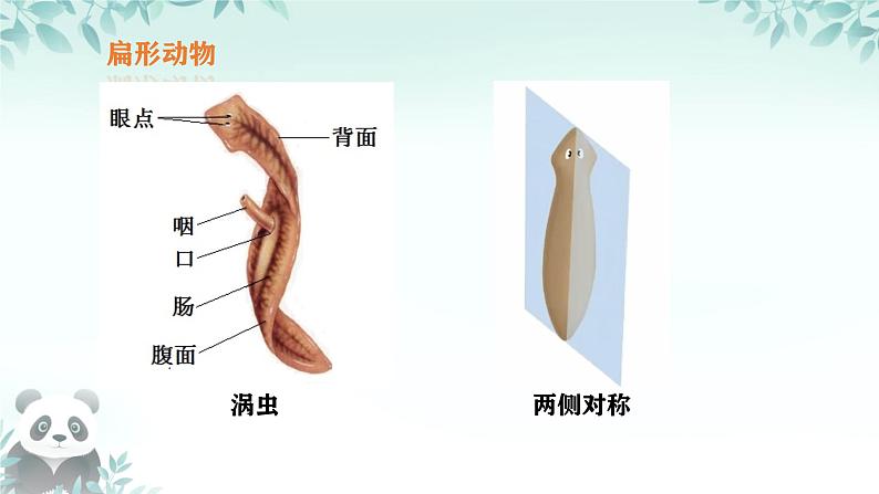 初中  生物  人教版（2024）  七年级上册第一节 无脊椎动物 课件第7页