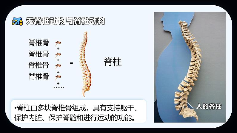 初中  生物  人教版（2024）  七年级上册第一节 无脊椎动物 课件第6页