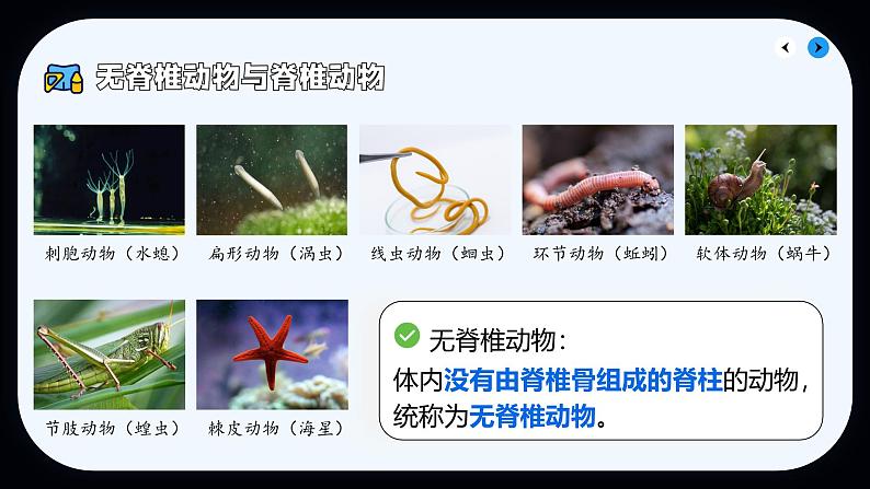 初中  生物  人教版（2024）  七年级上册第一节 无脊椎动物 课件第7页