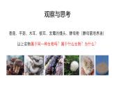 八年级上册生物人教版《真菌》课件
