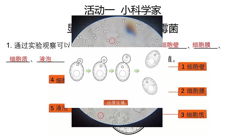 八年级上册生物人教版《真菌》课件第7页