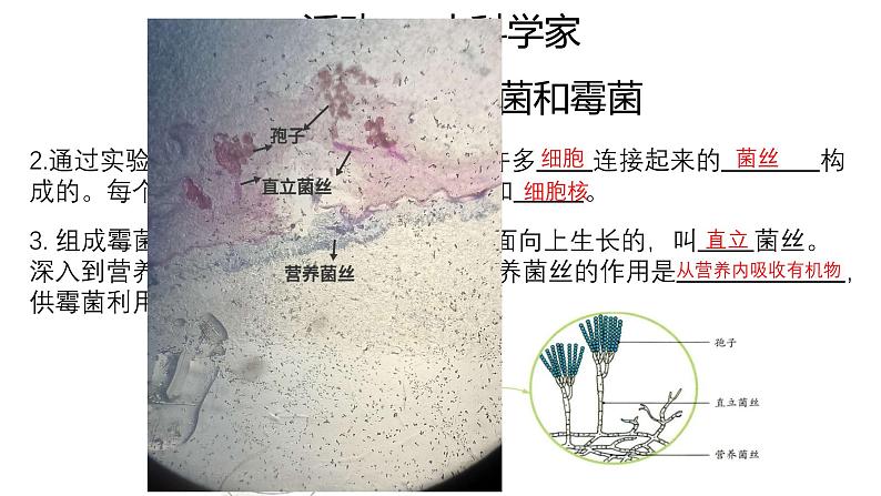 八年级上册生物人教版《真菌》课件第8页