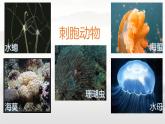 初中  生物  人教版（2024）  七年級(jí)上冊(cè)（2024）第一節(jié) 無(wú)脊椎動(dòng)物 課件