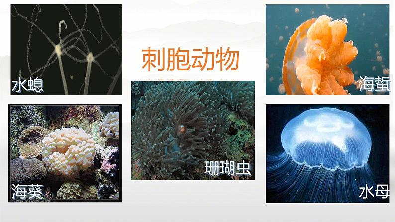 初中  生物  人教版（2024）  七年级上册（2024）第一节 无脊椎动物 课件第3页