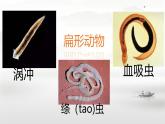 初中  生物  人教版（2024）  七年級(jí)上冊(cè)（2024）第一節(jié) 無(wú)脊椎動(dòng)物 課件