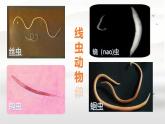 初中  生物  人教版（2024）  七年級(jí)上冊(cè)（2024）第一節(jié) 無(wú)脊椎動(dòng)物 課件