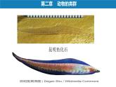 初中  生物  人教版（2024）  七年級(jí)上冊(cè)（2024）第一節(jié) 無(wú)脊椎動(dòng)物 課件
