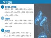 初中  生物  人教版（2024）  七年級(jí)上冊(cè)（2024）第一節(jié) 無(wú)脊椎動(dòng)物 課件