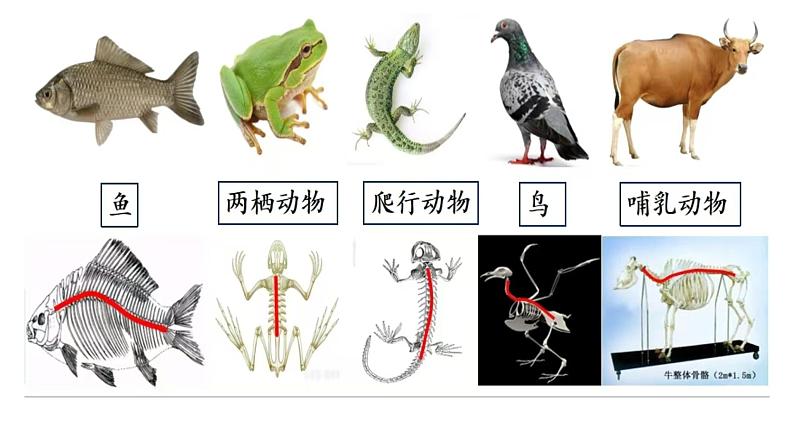 初中  生物  人教版（2024）  七年级上册（2024）第一节 无脊椎动物 课件第4页