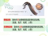初中  生物  人教版（2024）  七年級(jí)上冊(cè)（2024）第一節(jié) 無(wú)脊椎動(dòng)物 課件