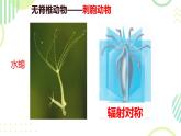 初中  生物  人教版（2024）  七年級(jí)上冊(cè)（2024）第一節(jié) 無(wú)脊椎動(dòng)物 課件