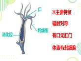 初中  生物  人教版（2024）  七年級(jí)上冊(cè)（2024）第一節(jié) 無(wú)脊椎動(dòng)物 課件