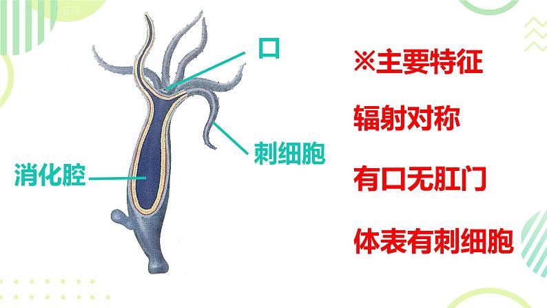 初中  生物  人教版（2024）  七年级上册（2024）第一节 无脊椎动物 课件第4页