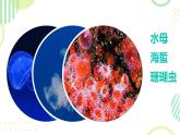 初中  生物  人教版（2024）  七年級(jí)上冊(cè)（2024）第一節(jié) 無(wú)脊椎動(dòng)物 課件