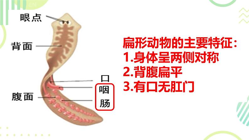 初中  生物  人教版（2024）  七年级上册（2024）第一节 无脊椎动物 课件第7页