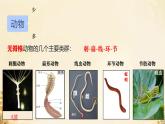 初中  生物  人教版（2024）  七年級(jí)上冊(cè)（2024）第一節(jié) 無(wú)脊椎動(dòng)物 課件