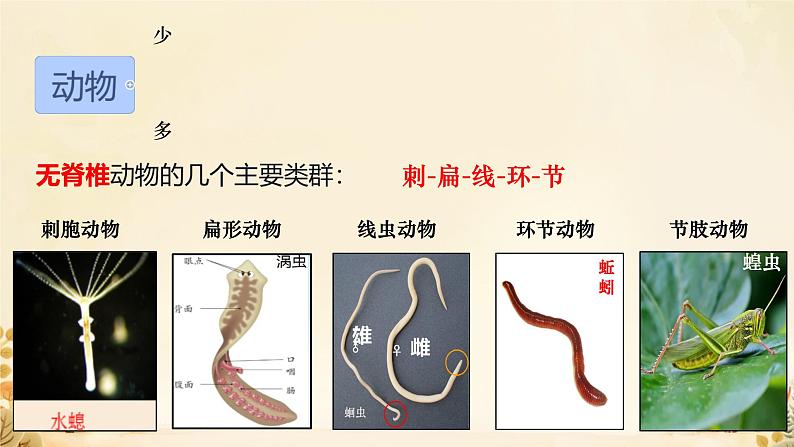 初中  生物  人教版（2024）  七年级上册（2024）第一节 无脊椎动物 课件第3页