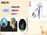 初中  生物  人教版（2024）  七年級(jí)上冊(cè)（2024）第一節(jié) 無(wú)脊椎動(dòng)物 課件