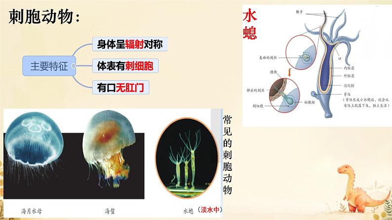 初中  生物  人教版（2024）  七年级上册（2024）第一节 无脊椎动物 课件第4页