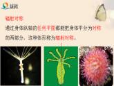 初中  生物  人教版（2024）  七年級(jí)上冊(cè)（2024）第一節(jié) 無(wú)脊椎動(dòng)物 課件