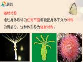 初中  生物  人教版（2024）  七年级上册（2024）第一节 无脊椎动物 课件