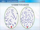 八年级下册生物人教版《人的性别遗传 》课件