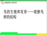 初中生物人教版八年级下册《鸟的生殖和发育：观察鸟卵的结构》课件