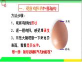 初中生物人教版八年级下册《鸟的生殖和发育：观察鸟卵的结构》课件