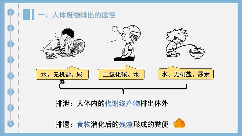 初中生物人教版七年级下册《人体内废物的排出》课件第3页