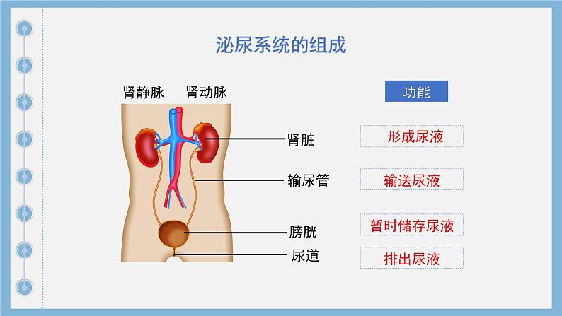 初中生物人教版七年级下册《人体内废物的排出》课件第5页