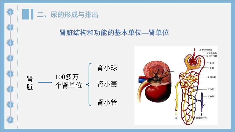 初中生物人教版七年级下册《人体内废物的排出》课件第8页