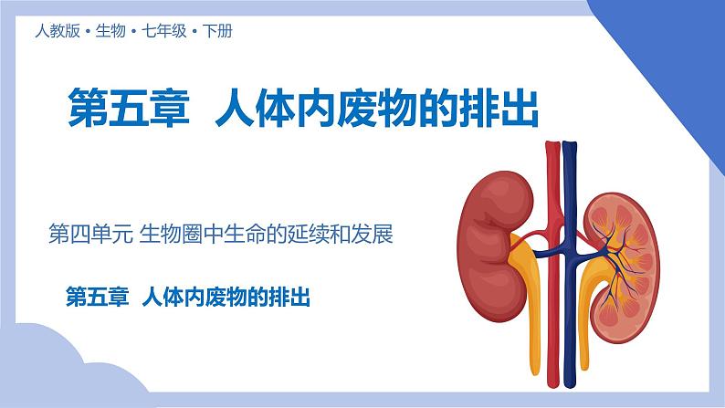 初中生物人教版七年级下册《人体内废物的排出》课件第1页