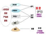 初中生物人教版七年级下册《人体内废物的排出》课件