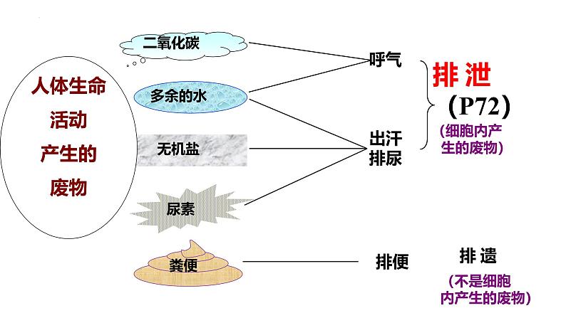 初中生物人教版七年级下册《人体内废物的排出》课件第3页