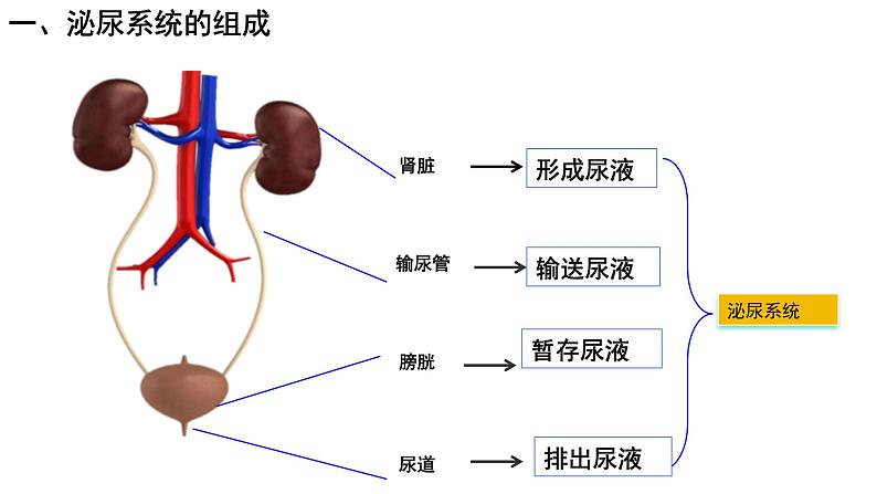 初中生物人教版七年级下册《人体内废物的排出》课件第4页