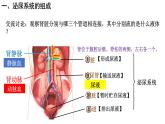 初中生物人教版七年级下册《人体内废物的排出》课件