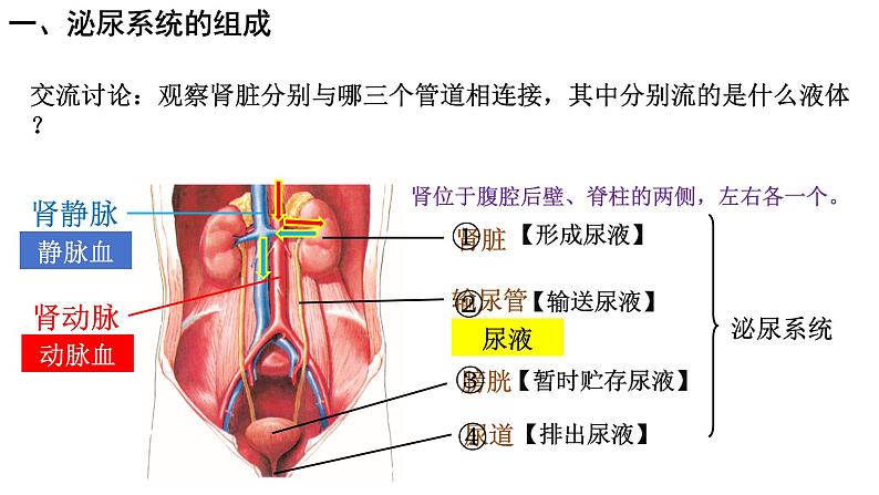 初中生物人教版七年级下册《人体内废物的排出》课件第5页