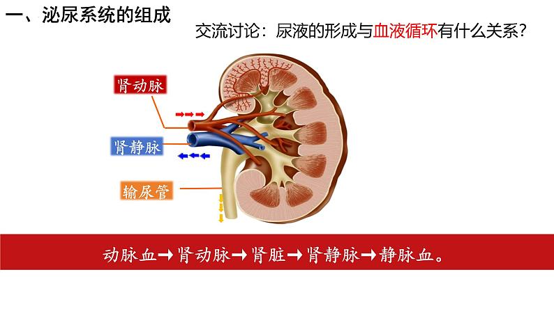 初中生物人教版七年级下册《人体内废物的排出》课件第6页