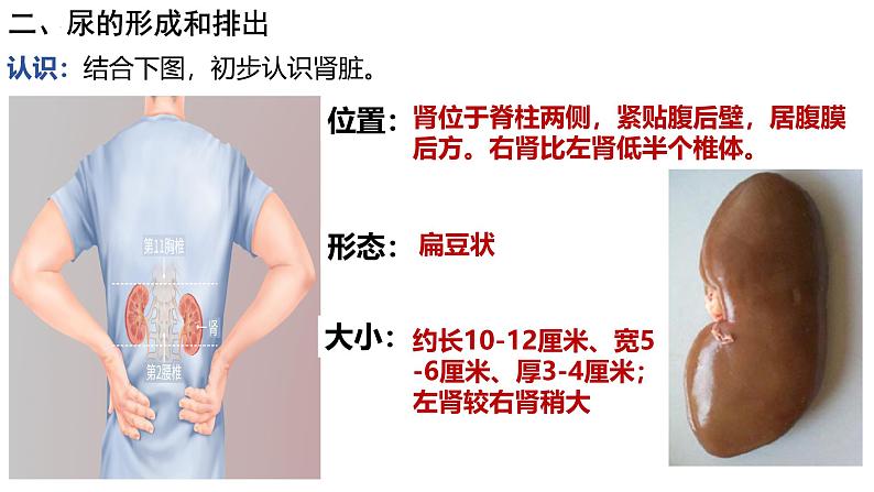 初中生物人教版七年级下册《人体内废物的排出》课件第7页