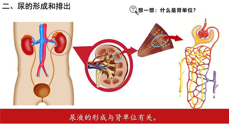 初中生物人教版七年级下册《人体内废物的排出》课件第8页