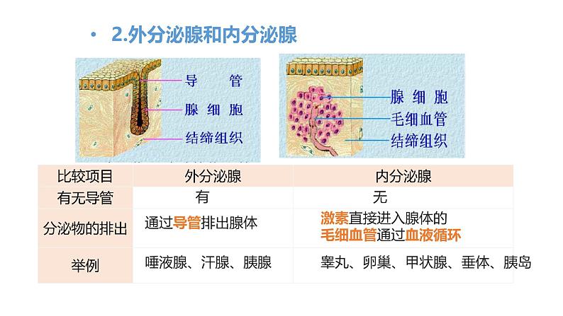 初中生物七年级下册人教版《激素调节》课件第6页