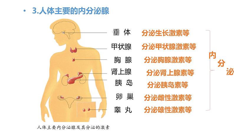 初中生物七年级下册人教版《激素调节》课件第7页