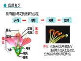 人教版（2024）八年级生物下册7.1.1植物的生殖精品课件
