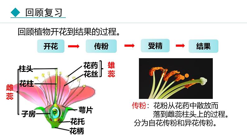 人教版（2024）八年级生物下册7.1.1植物的生殖精品课件第4页