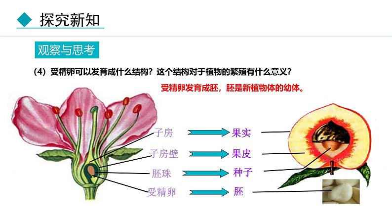 人教版（2024）八年级生物下册7.1.1植物的生殖精品课件第6页