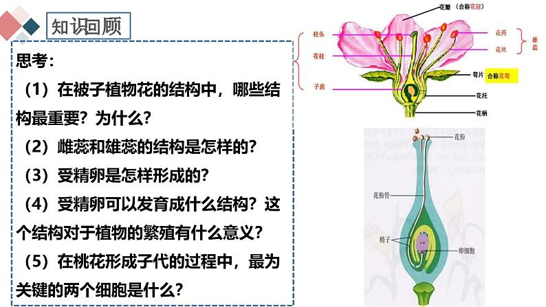 人教版（2024）八年级生物下册7.1.1植物的生殖精品ppt课件第3页