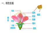 人教版（2024）八年级生物下册7.1.1植物的生殖精品ppt课件